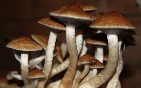 Golden Teachers Mushroom For Sale